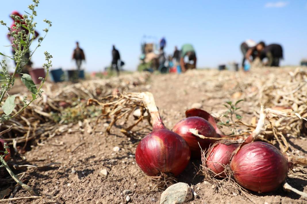 Alaca morunda hasat başladı: Türkiye'nin dört bir yanına ve yurt dışına yollanıyor 5